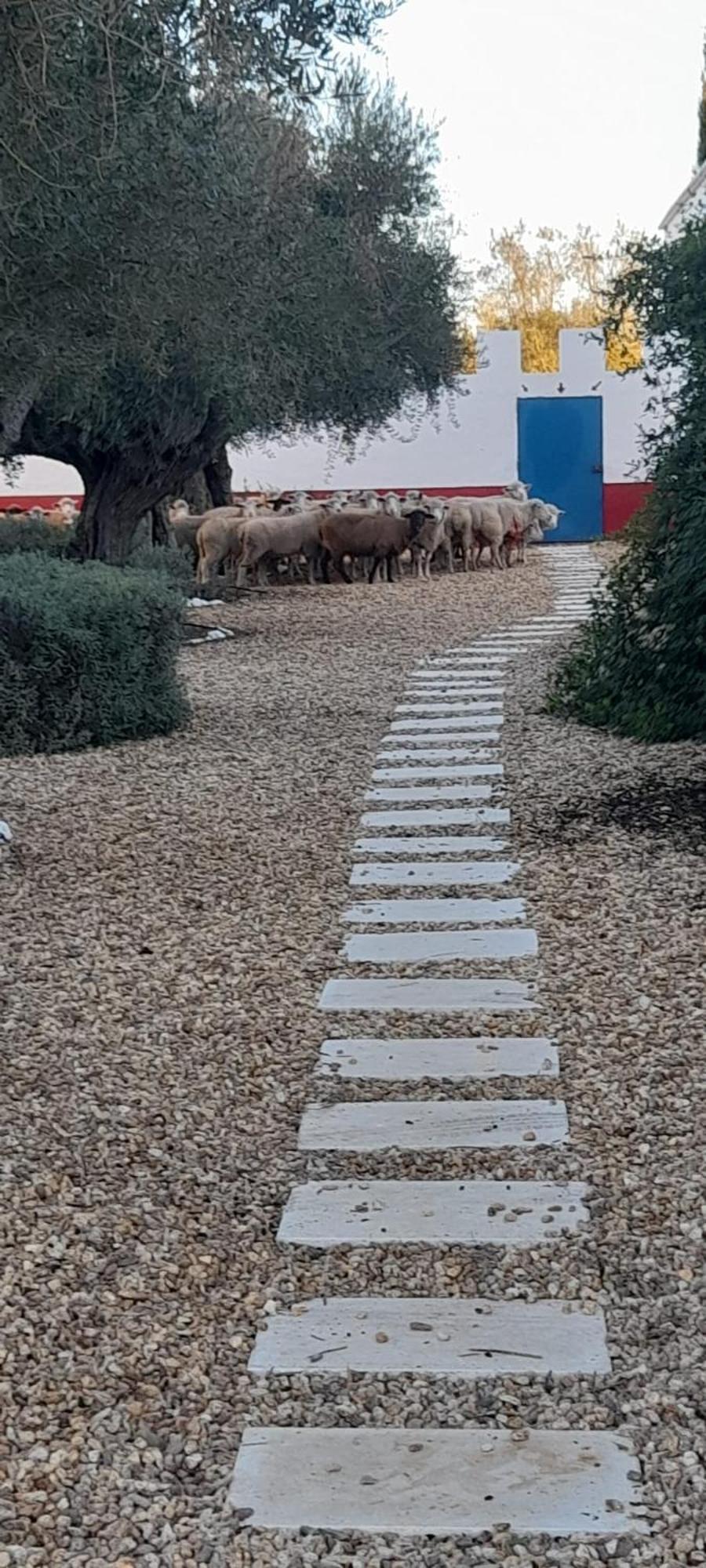 فندق Quinta Da Chamine فيريرا دو ألينتيخو الغرفة الصورة